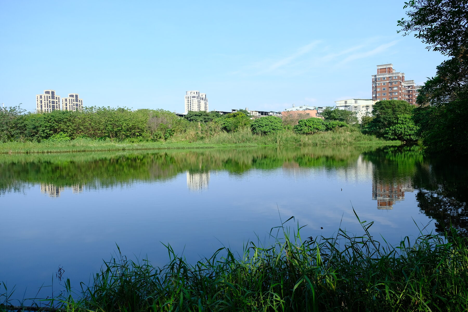 Constructed wetland treatment. The same biology, anchored rather than floating.