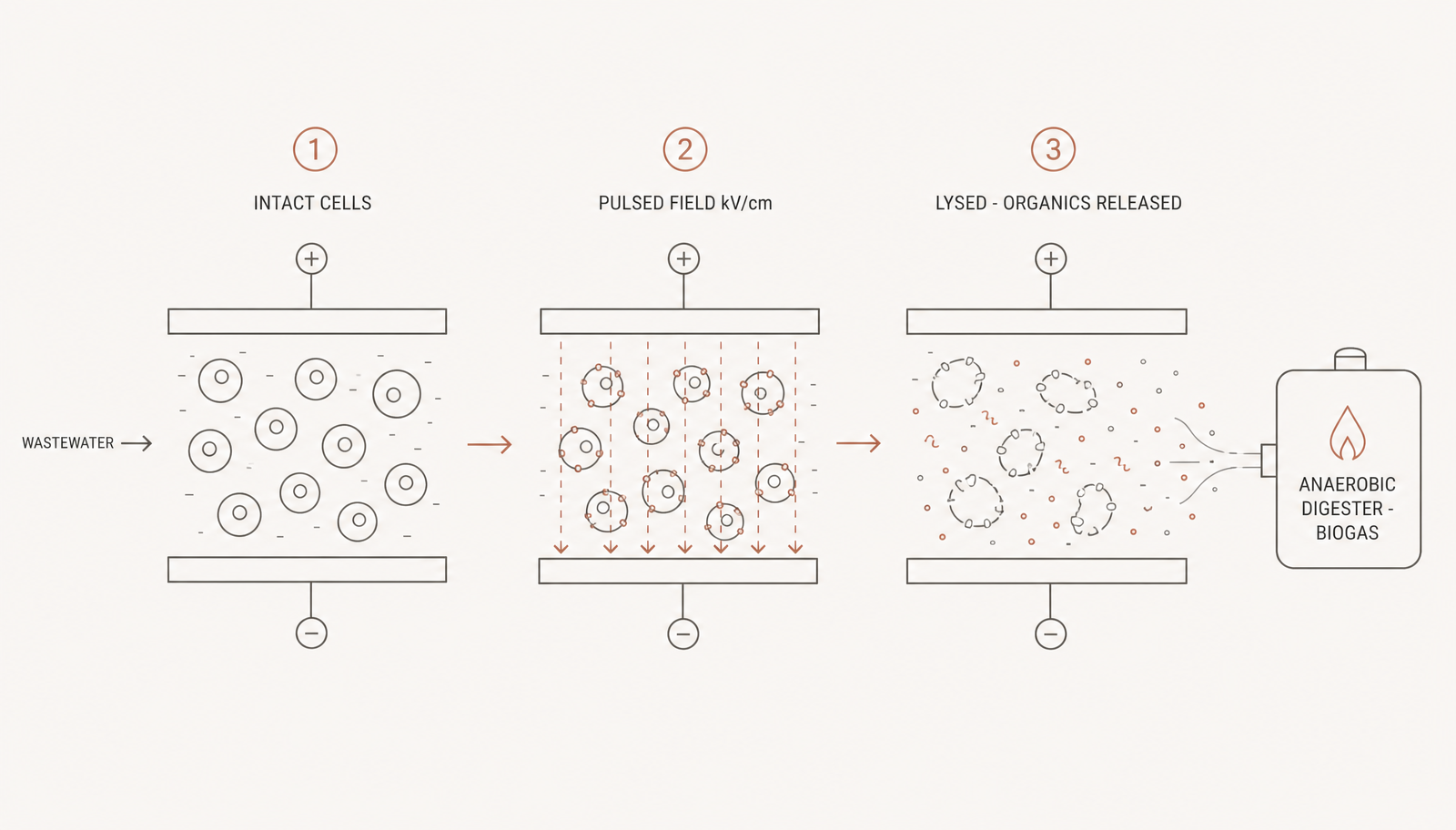 Electroporation: the mechanism the 6-log figure describes. What it does not describe is throughput, energy per cubic metre, or performance against spores.