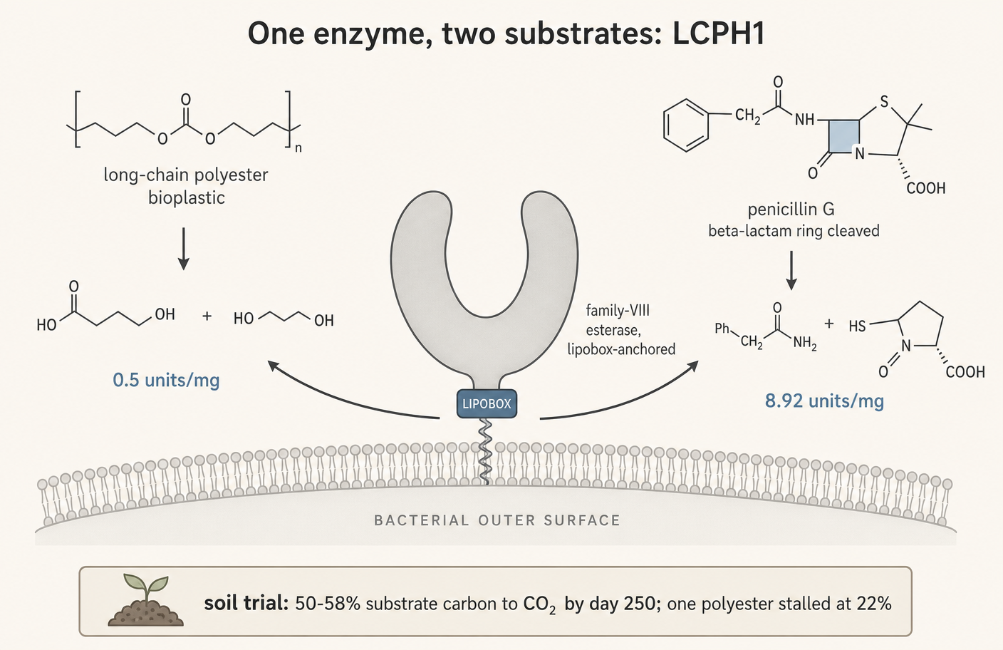 One active site, two substrate classes, very different turnover.