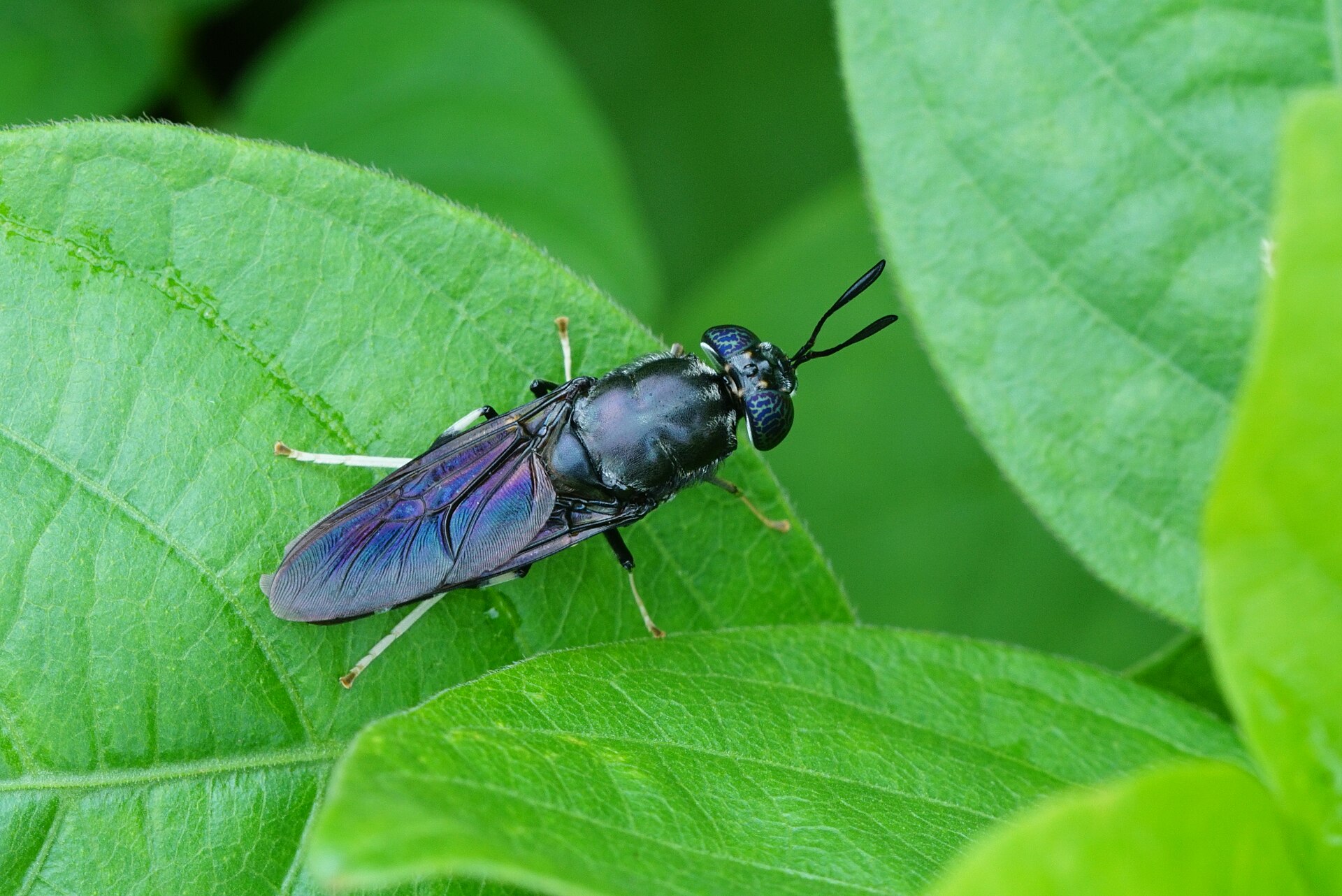 The adult. It does not feed, which is why breeding colonies are the technically demanding part of a facility.