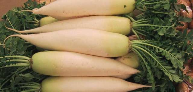 Daikon radish. The root is the product; the tops, tails and rejects are the feedstock question.
