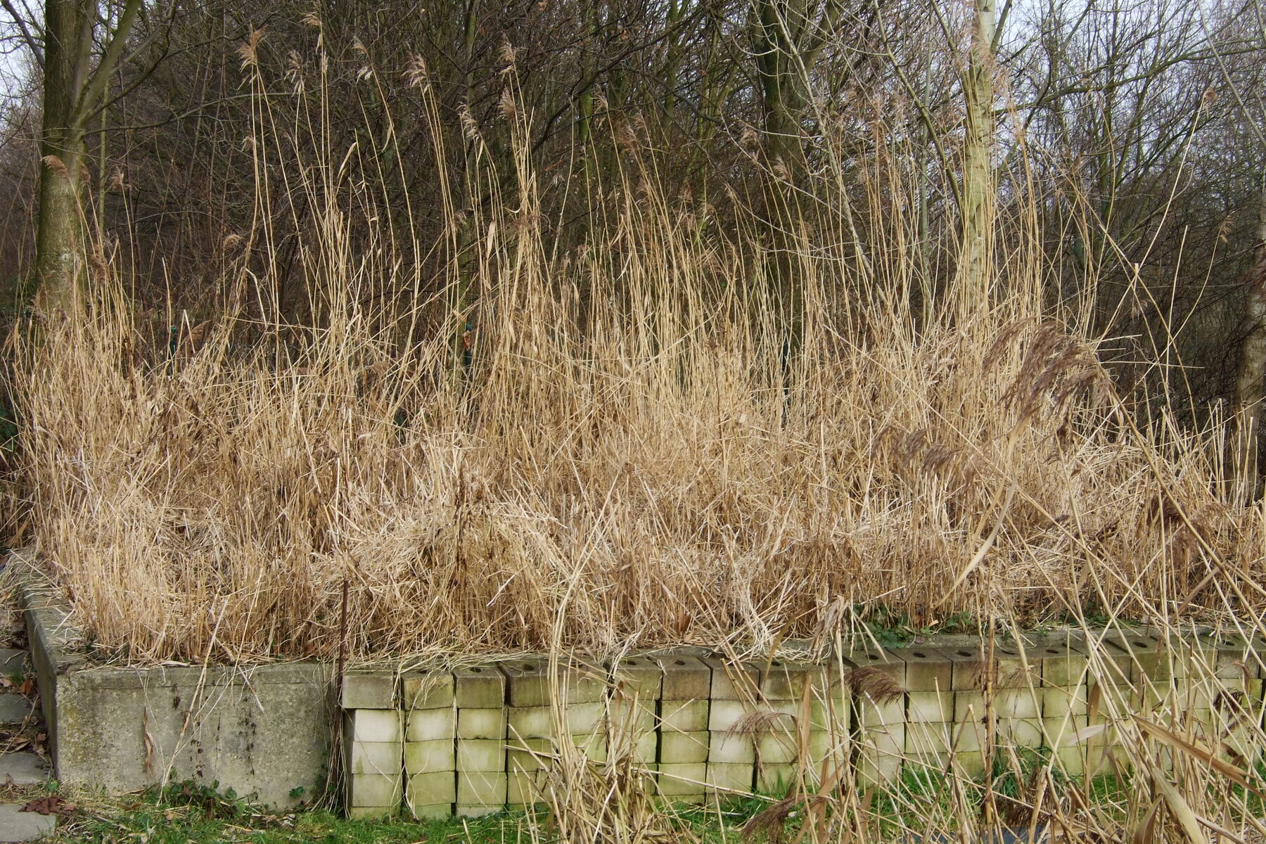 A vertical-flow bed treating greywater. The plants are the visible part; the media does the work.