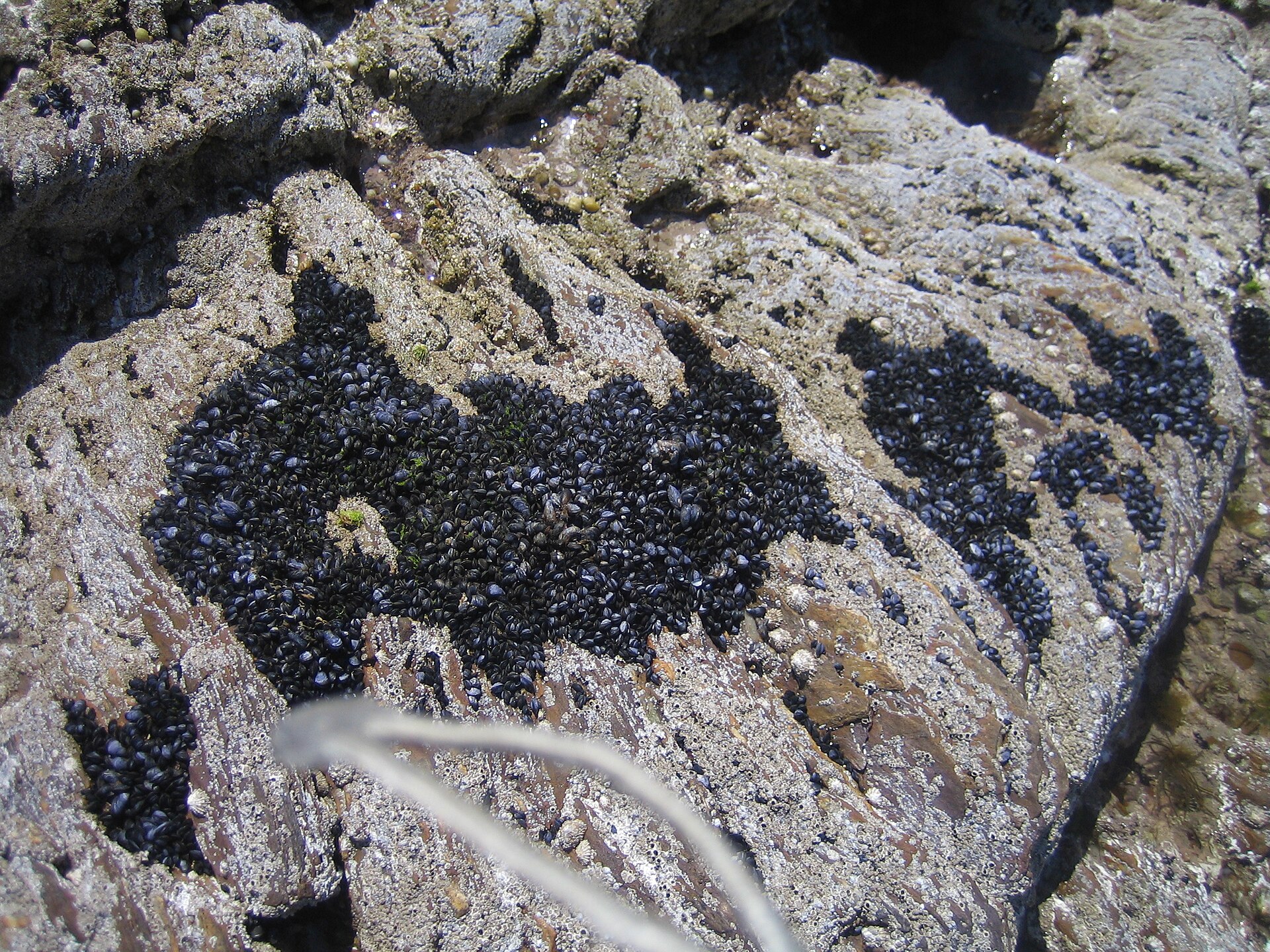 Mussels solved wet adhesion long before materials science did.