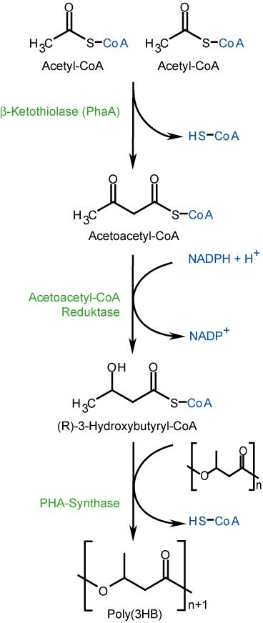 The PHB biosynthesis route. Three enzymatic steps from acetyl-CoA — which is why upstream carbon flux is the lever worth pulling.