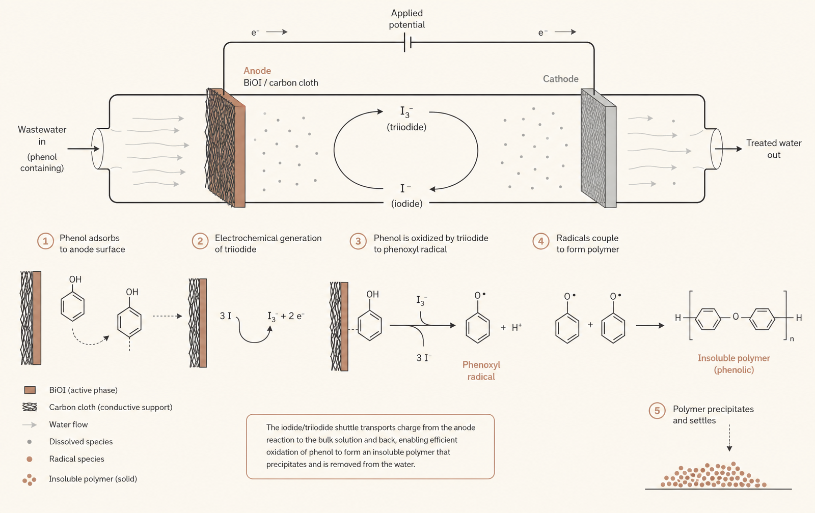 Flow past the anode, adsorption, the iodide/triiodide shuttle, radical formation, and precipitation of the polymer.