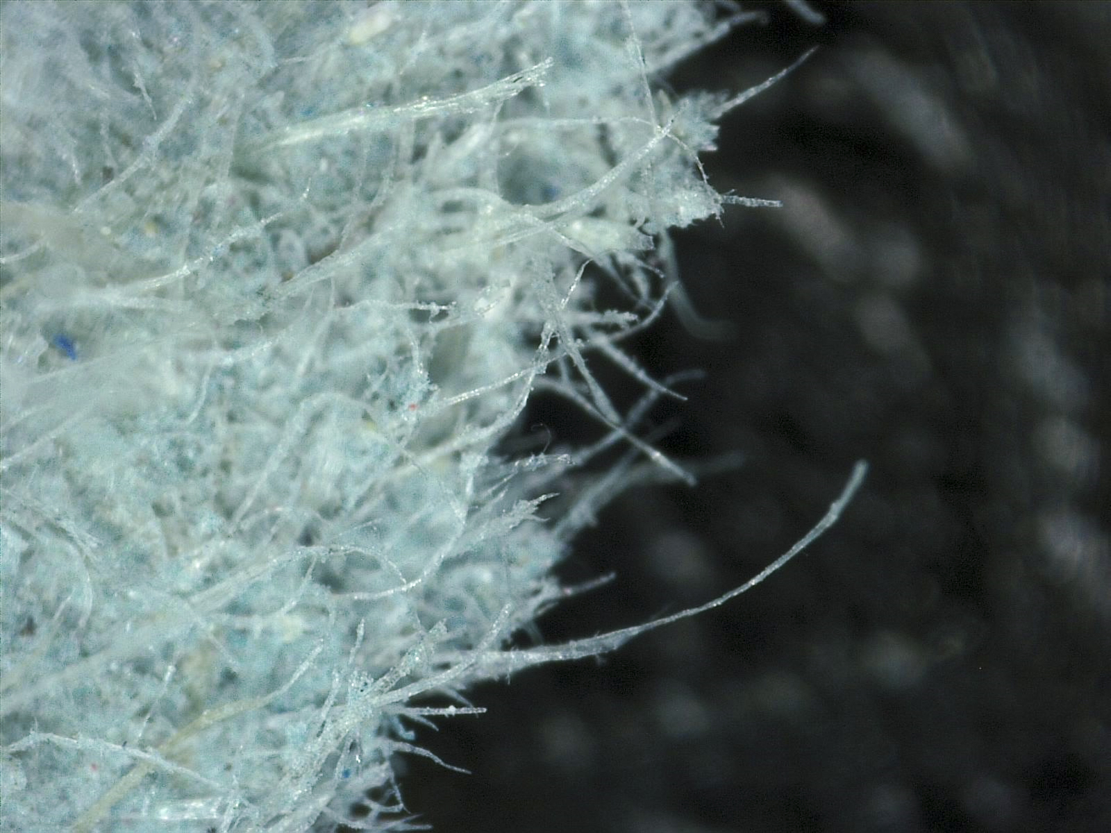 Paper up close is a mat of cellulose fibres holding onto each other. Length is what makes that mat strong.